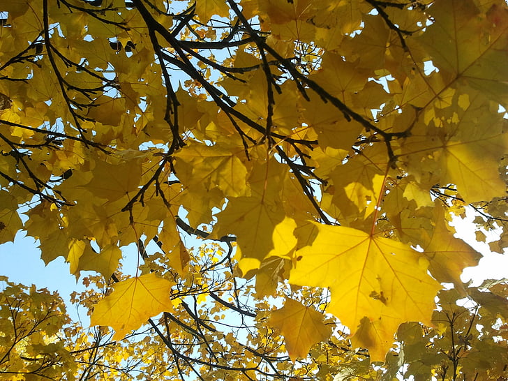 Javor, svjetlo, jesen, drvo, priroda, lišće, javorov list