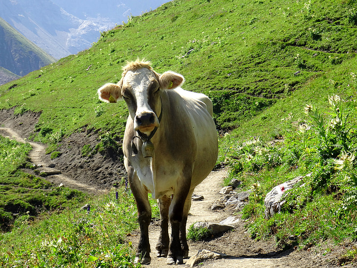 krowa, zwierząt, bydło, zwierzęta, Austria, góry, gospodarstwa