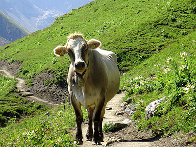 крава, животните, едър рогат добитък, животни, Австрия, планински, ферма