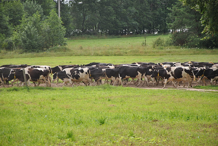mucche, estate, animale, latte, agricoltura, paese, paesaggio