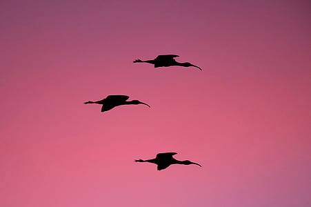drie, lange, Beaked, vogel, vliegen, silhouet, foto