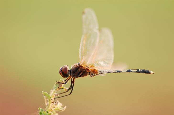 Dragonfly, makro, insektov, zunanji, okolje, naravne, narave