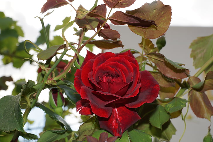Tea rose, puķe, slējās, sarkana, daba, mīlu, lojalitāte