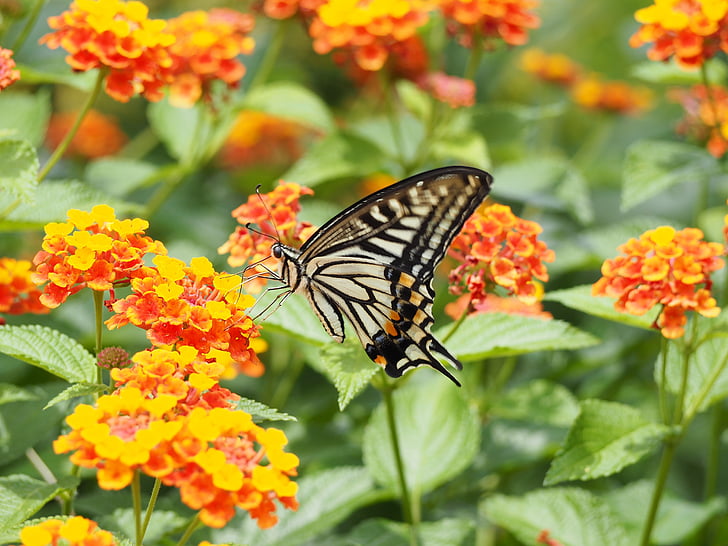 farfalla di Swallowtail, farfalla, Papilio xuthus, Lantana, natura, insetto, farfalla - insetto