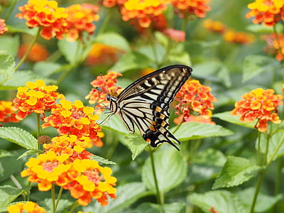swallowtail butterfly, butterfly, papilio xuthus, lantana, nature, insect, butterfly - Insect