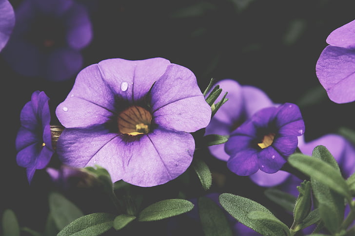 クローズ アップ, 写真, 紫, 花弁, 花, 花, 雨