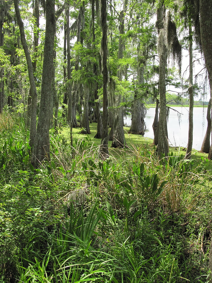 träsk, träsket, Marsh, Louisiana, våtmarker, träd, Moss
