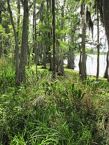 träsk, träsket, Marsh, Louisiana, våtmarker, träd, Moss
