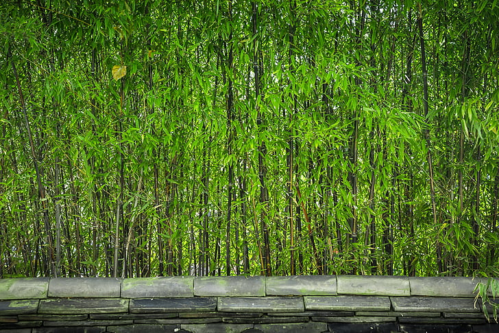 bambuko, medienos, augalai, Gamta, tiesia linija, lapai, stogų čerpės