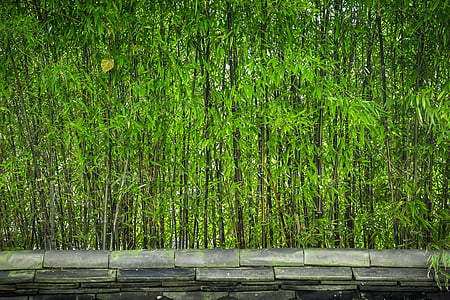 bambusest, puit, taimed, loodus, sirge, lehed, katuseplaatide