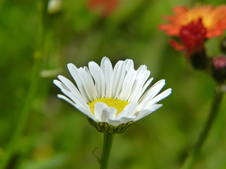 Daisy, bunga, Marguerite, mekar, Flora, detail, alam