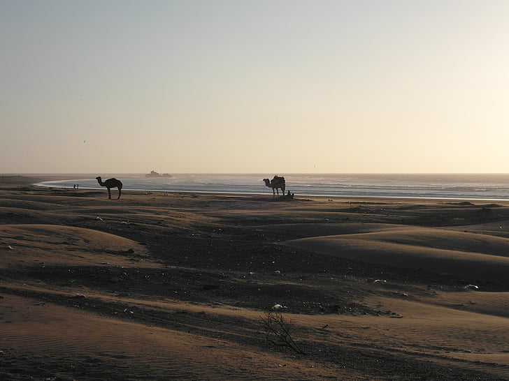 abendstimmung, ørken, Beach, kameler, Marokko, Essaouira, havet