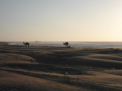 abendstimmung, desert, beach, camels, morocco, essaouira, sea