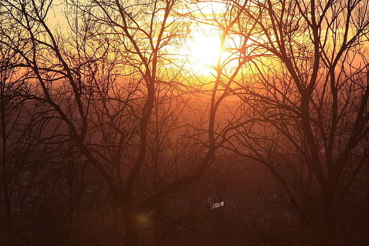 sun, tree, sunset
