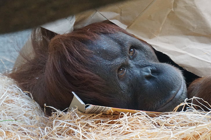 Orang utan, APE, primát, savec, zvíře, volně žijící zvířata