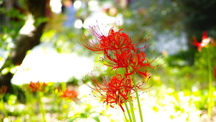 flors per a, xishan, flors de color vermell, lycoris squamigera, gilsang