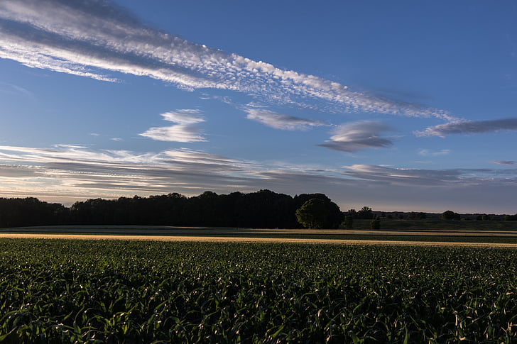 sky, clouds, clouds form, evening sky, landscape, field, corn