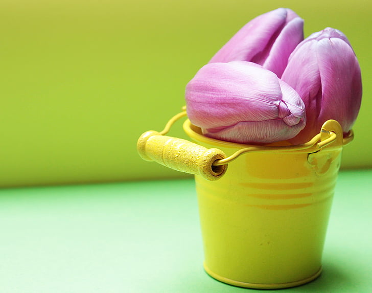 tulipány, plechovka, Tulipán květ, Yellow kbelík, fialová, fialové tulipány, žlutá
