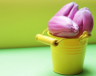 tulips, bucket, tulip flower, yellow bucket, purple, purple tulips, yellow