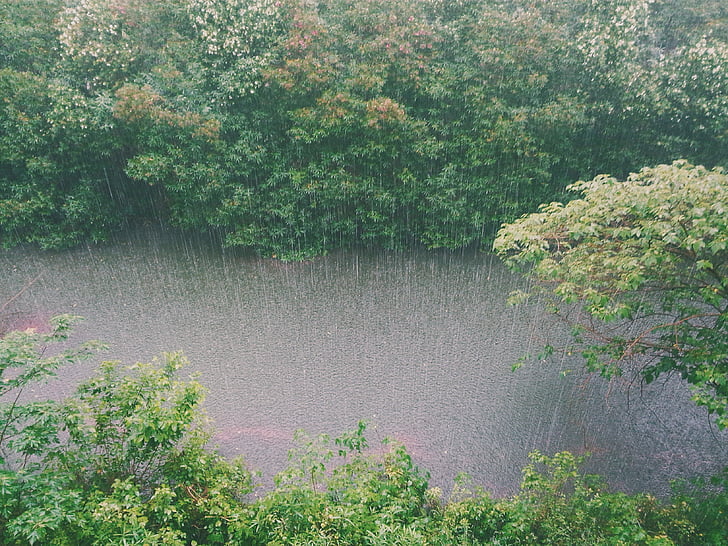 raining, rain, creek, water, trees, bushes, shrubbery