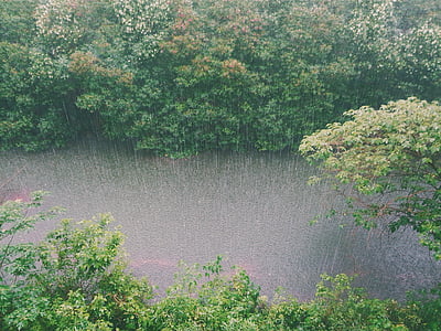 prší, dážď, potok, vody, stromy, kríky, kroviny