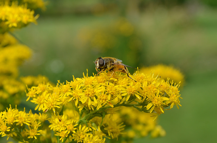 Natur, Anlage, Filiale, gelb, Bug bei, Pollen, Grün