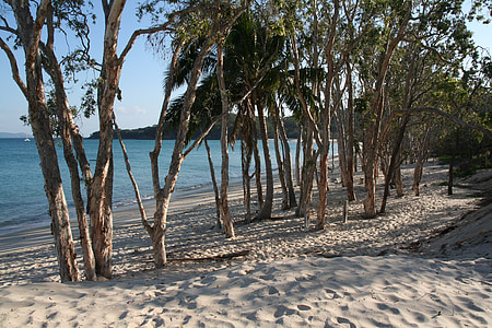 Tropical beach, drzewa, Ocean, Raj, krajobraz, Seascape, Wyspa