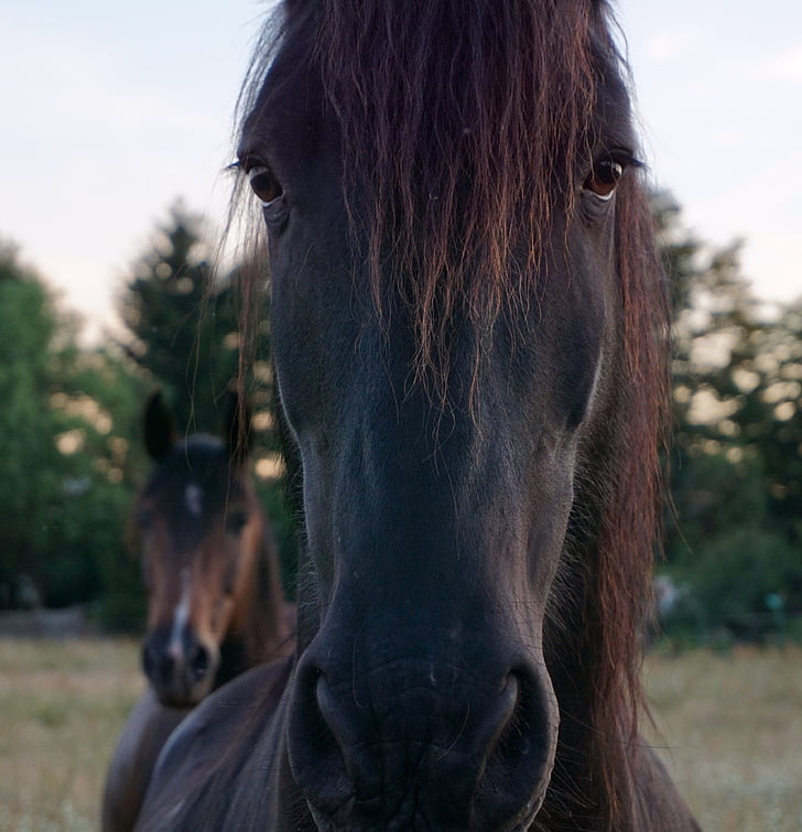 kôň, konské hlavy, zviera portrét, zviera, expresívne, tvár, Príroda