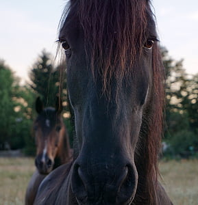konj, konjsku glavu, životinja portret, životinja, izražajne, lice, priroda