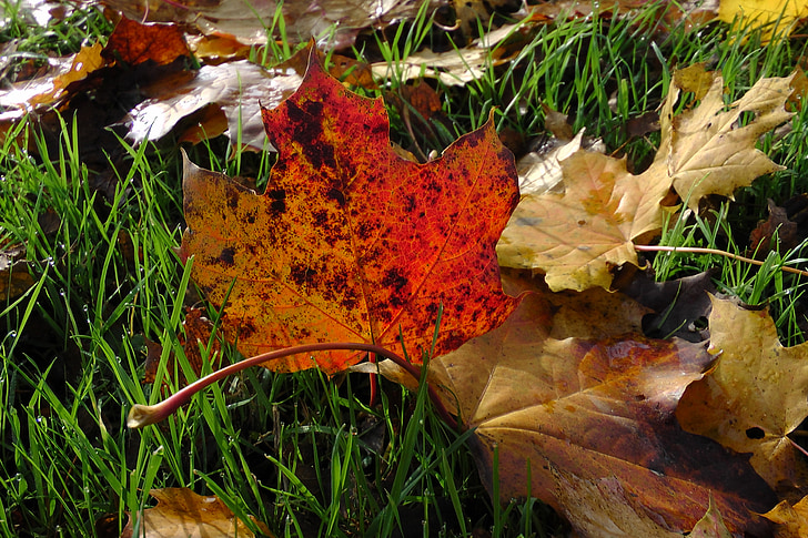 Ahorn-Blätter, Ahorn, Herbst, Blätter, bunte, Herbstfarben