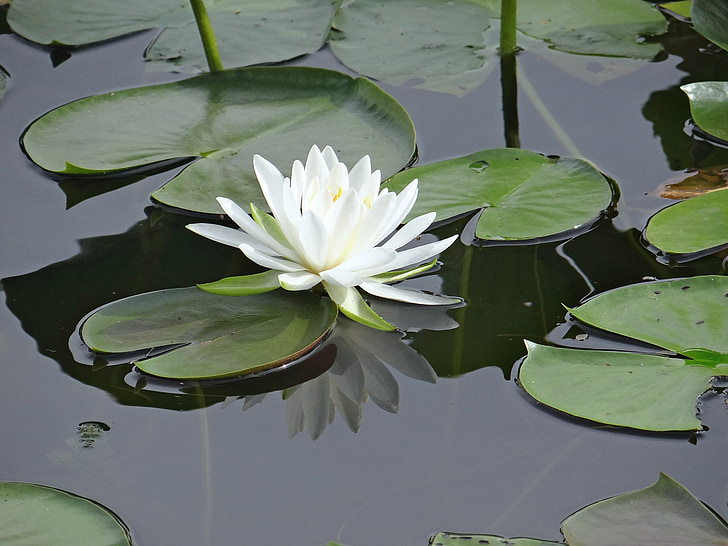 lily, lone, water, floral, plant, natural, blossom