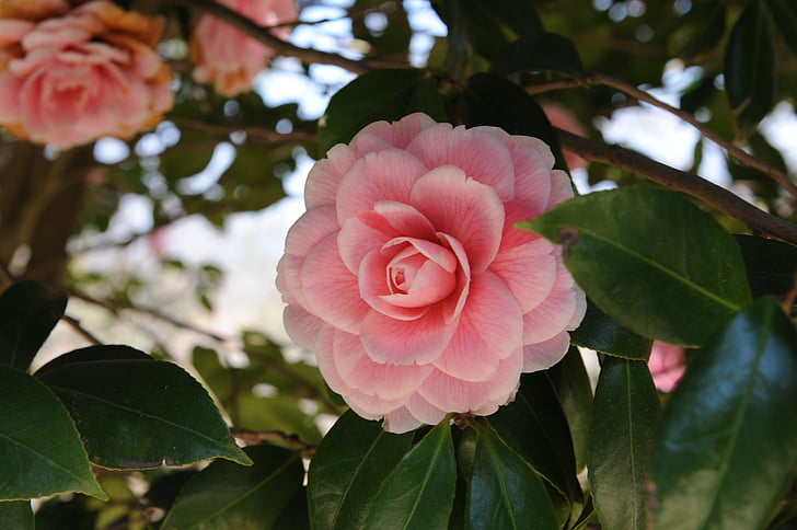 fleur de Camellia, République de Corée, Hainan, camélia, Dongbaek