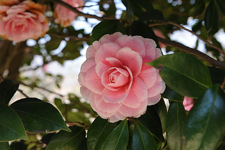 kamēlija zieds, Korejas Republika, Hainan, Camellia, dongbaek