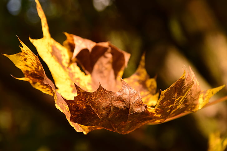 daun maple, musim gugur, daun, daun maple, warna-warni, daun, dedaunan jatuh
