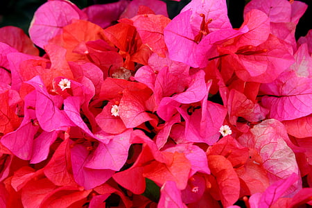 Hoa, Hawaii, thực vật, Bougainvillea, màu hồng, Thiên nhiên, đầy màu sắc