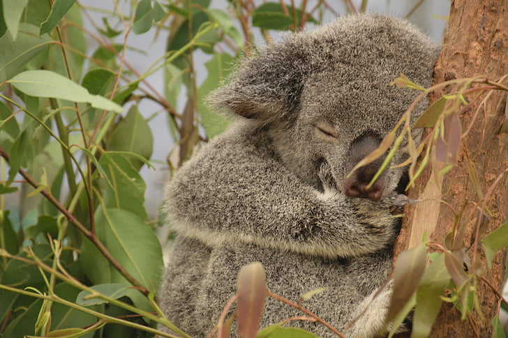 Koala, Australia, puu, queensland, Sleep, kissa, Luonto