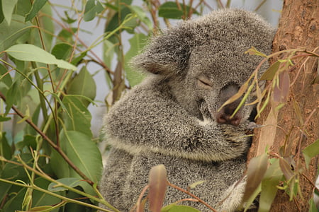 Koala, Avustralya, ağaç, queensland, uyku, kedi, doğa