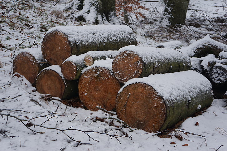 winter, hout, bos, natuurlijke, logboekregistratie, sneeuw