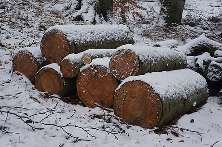зимни, дървен материал, гора, естествени, регистриране, сняг