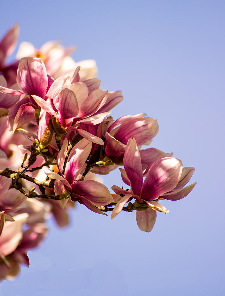 Magnolia, Blossom, mekar, musim semi, pohon, bunga, merah muda