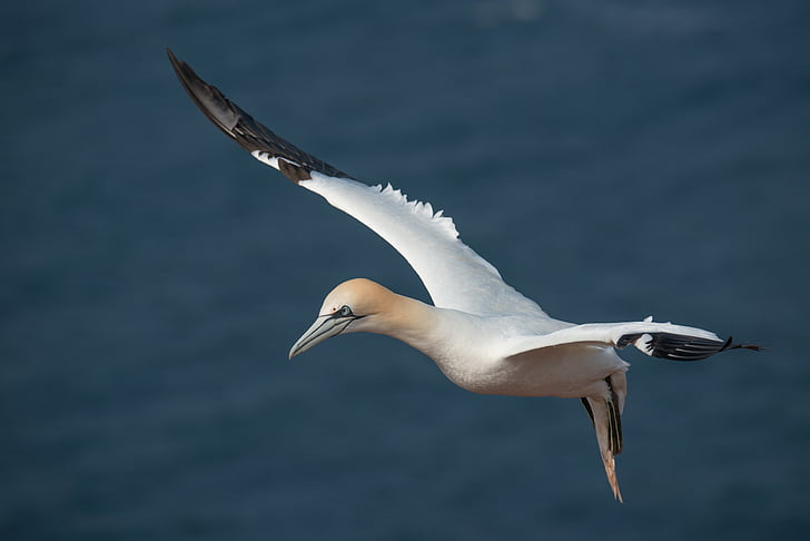 Northern gannet, Morus bassanus, Helgoland, putns, lidojumu, daba, jūras salas