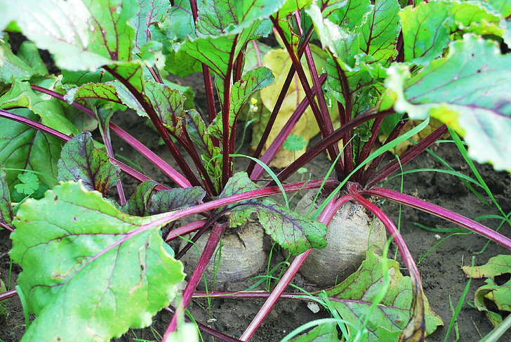vegetables, gardener, vegetable garden