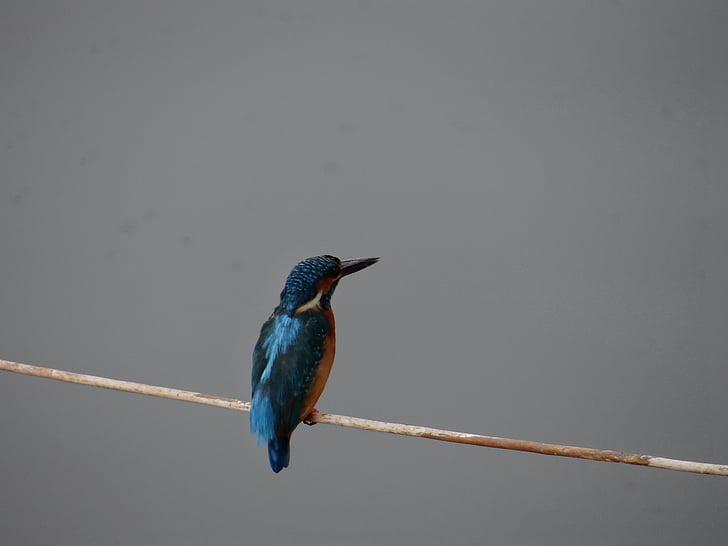 liten blå kingfisher, dharwad, sadhankeri, Kingfisher, dyreliv, vann, natur