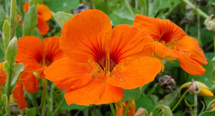 Blume, Fauna, Garten Blume, Sommerblume, orangefarbene Blume, bunte Blumen, Anlage