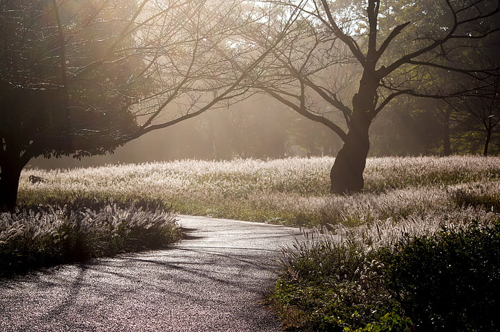 japan, arboretum, backlight, morning fog, forest, landscape, fall of japan