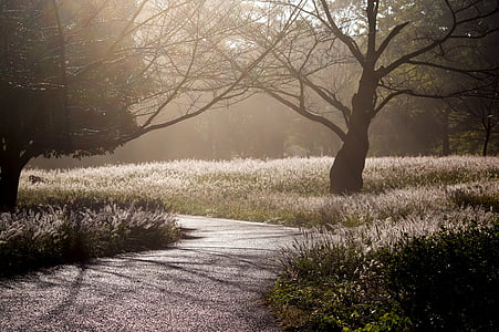 Japan, Arboretum, Hintergrundbeleuchtung, Morgennebel, Wald, Landschaft, Fall von japan