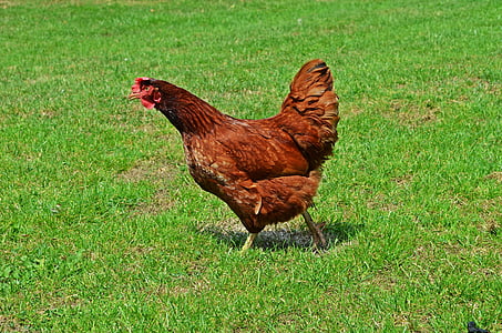 domestic hen, bird, egg, eggs, domestic fowl, pen, comb