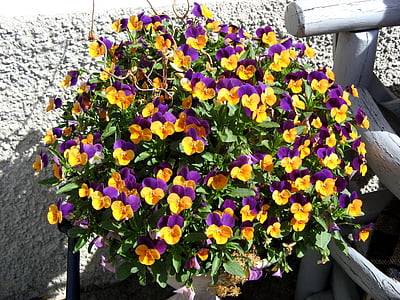 pansy, flowers, plant, nature, bloom, park, potted plants