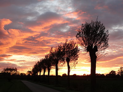 solnedgang, kveld, rød, Willows