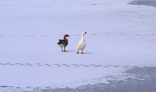 geese, snow, ice, bird, white, animal, winter